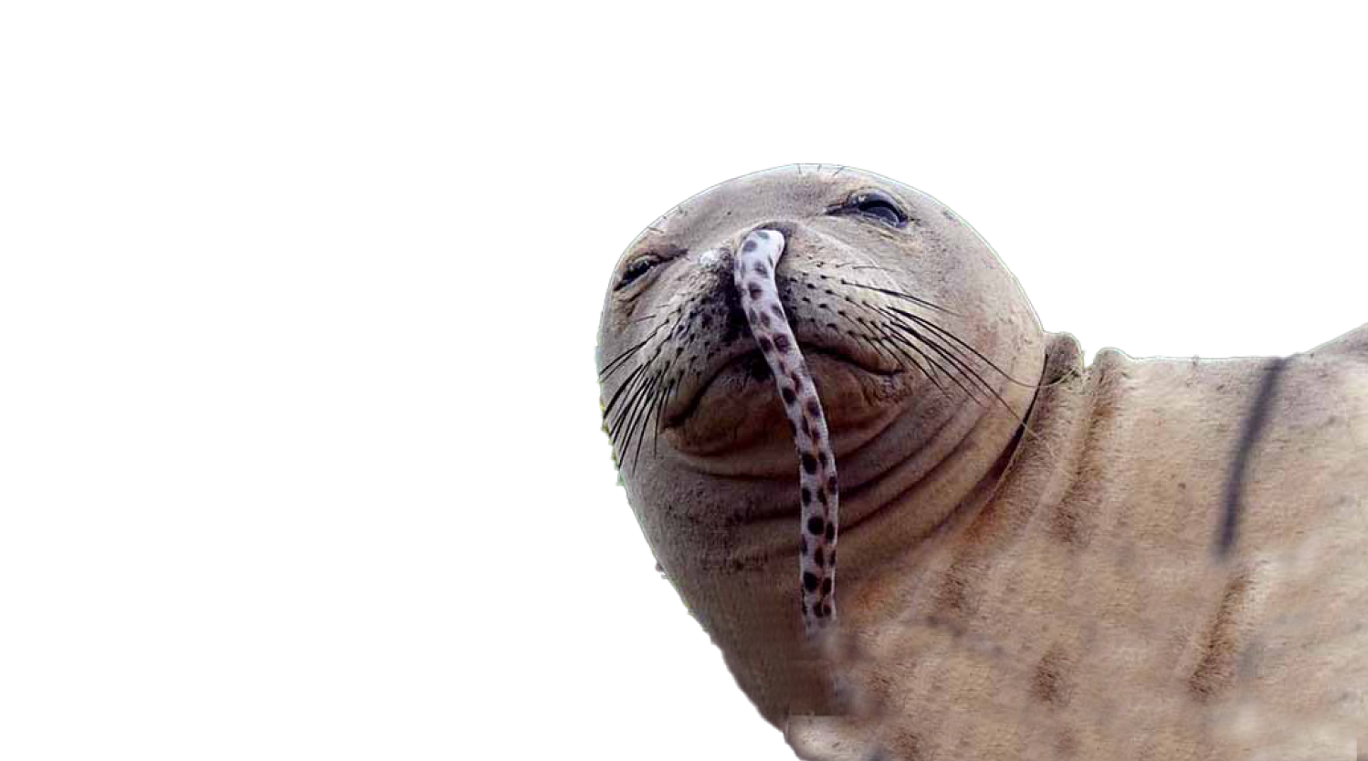 A baby monk seal.